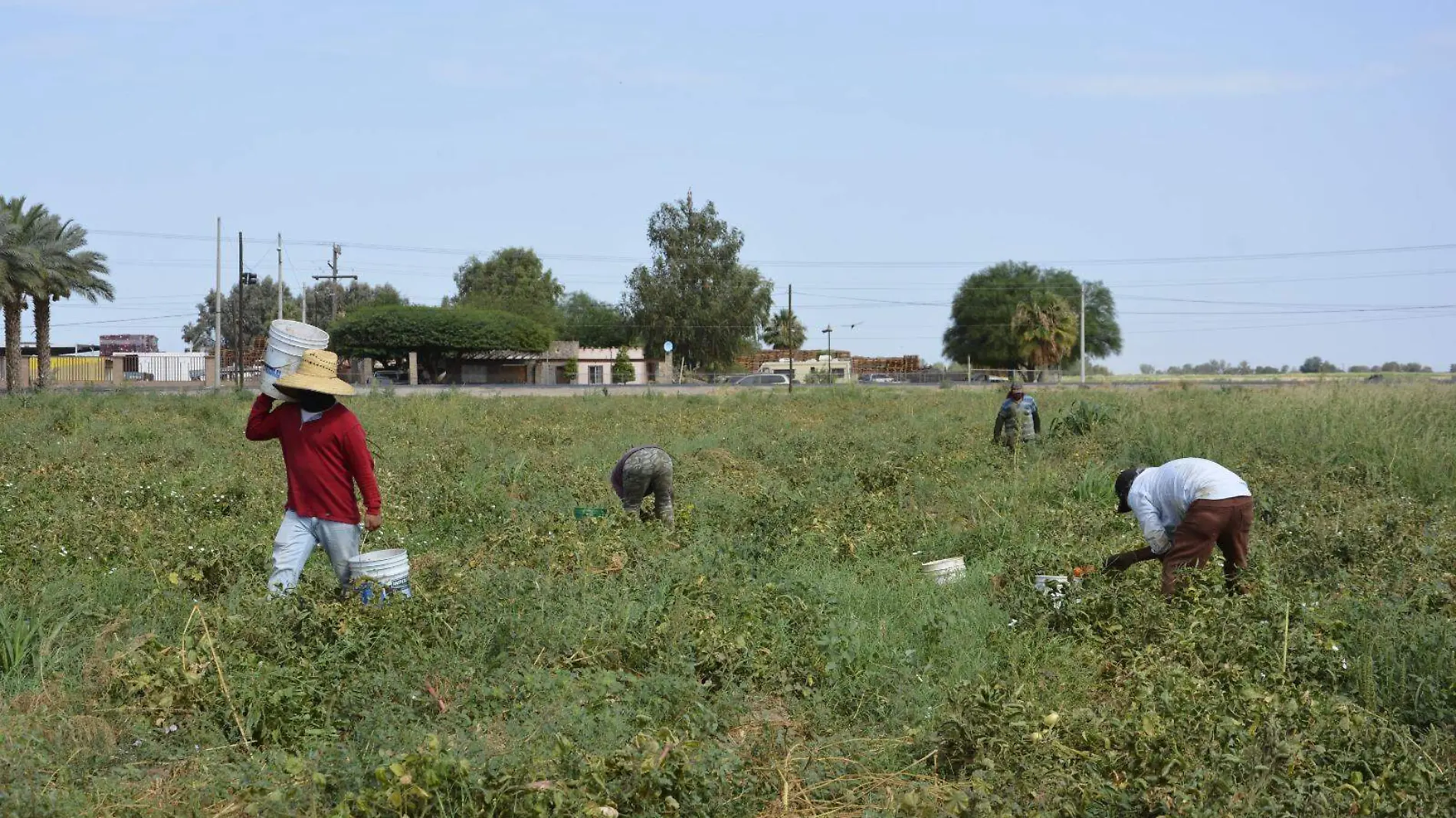 Los productores tienen una única opción de financiamiento